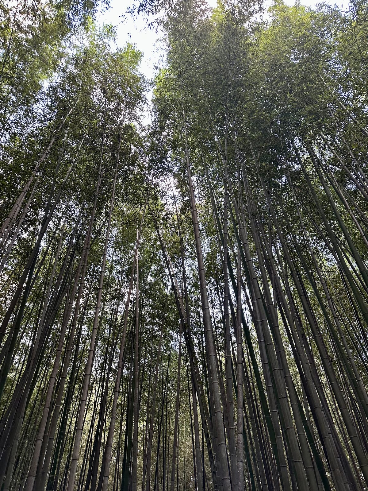 Healing Through Mind, Body, and Breath