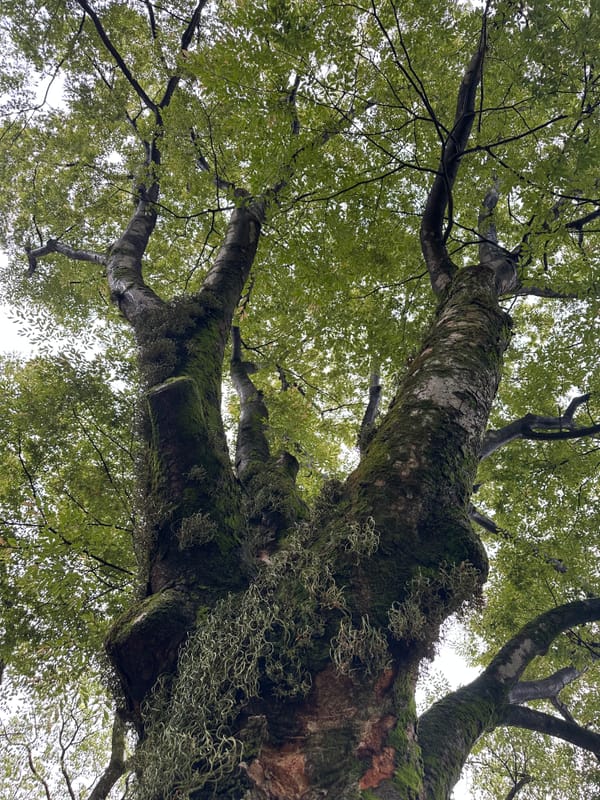 The Art of Healing: Reflections for the Returning Self